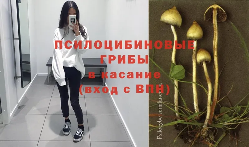 где можно купить наркотик  Невельск  Галлюциногенные грибы Magic Shrooms 